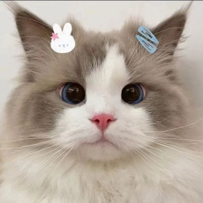 Marco Polo avatar